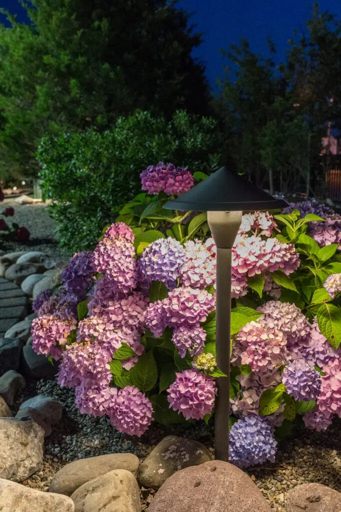 Conscape Lighting + Audio A garden path light by Conscape Lighting + Audio stands in front of a bush with blooming purple hydrangeas, surrounded by rocks and greenery at dusk.